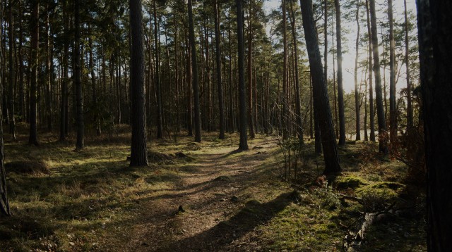 dario krejci mYedkTvUfrE unsplash