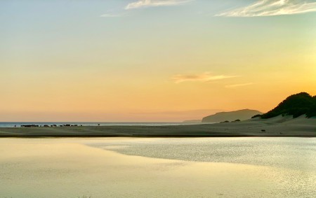 SA. Wild Coast. Beach. Sunset. Cows